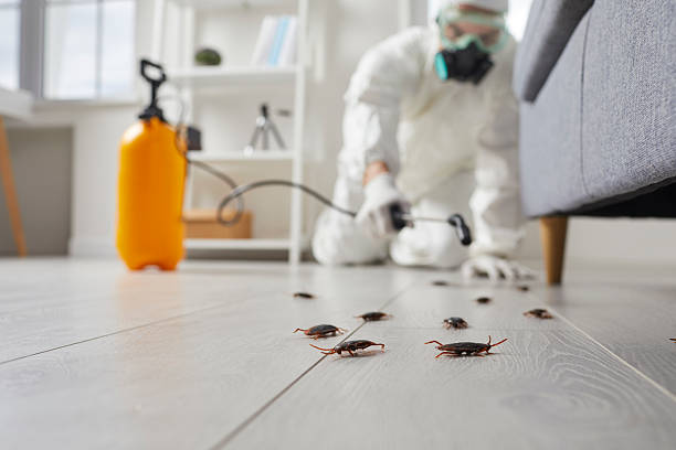 Post-Treatment Bed Bug Interceptor Monitoring in San Tan Valley